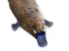 IStock_000002574819XSmall